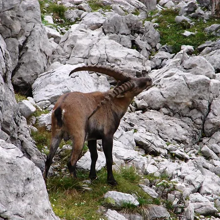 Apartmán Gaestehaus Schuler
