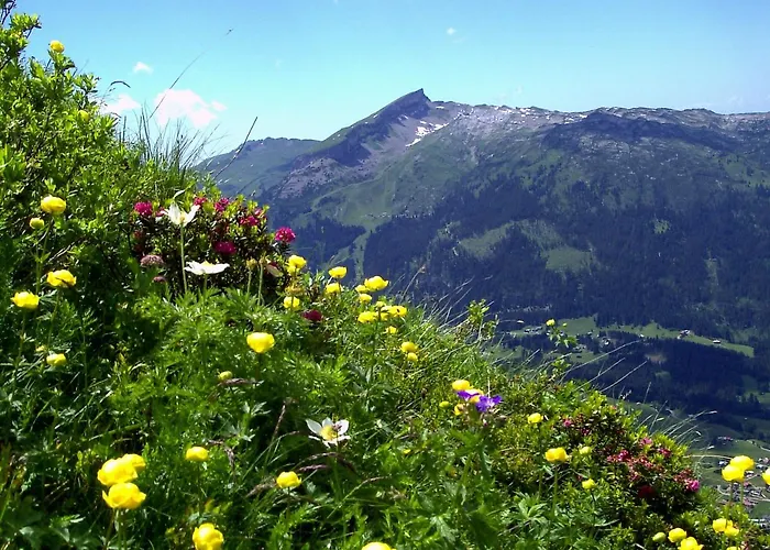 Gastehaus Schuler Апартаменты *